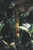 Gunnera tinctoria